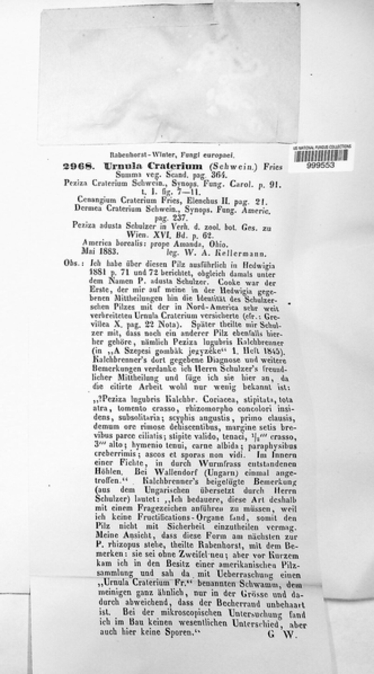 Urnula craterium image